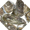 NZ Oysters